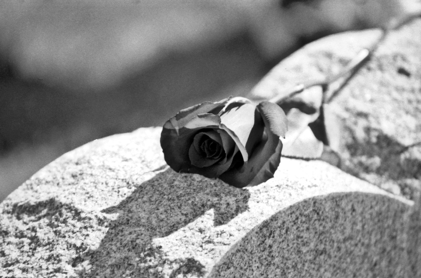 Mourning Rose